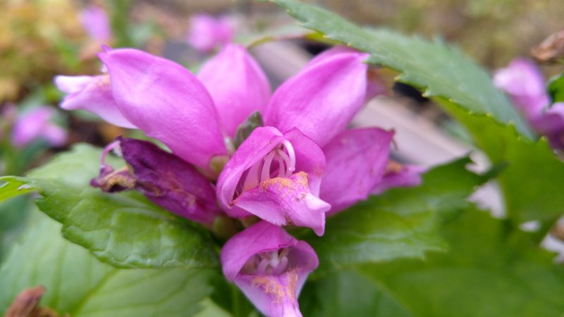 Chelone lyonii 'Hot Lips' Хелоне